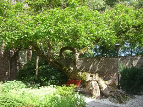 Bergen : Kasteel Well, Vorhof, Trompetenbaum